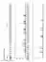 Fig. 06 - Method for direct amplification from crude nucleic acid samples