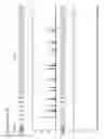 Fig. 10 - Method for direct amplification from crude nucleic acid samples