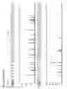 Fig. 11 - Method for direct amplification from crude nucleic acid samples