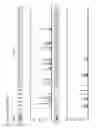 Fig. 12 - Method for direct amplification from crude nucleic acid samples