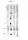 Fig. 15 - Methods for binding and precipitating gold using microbial-derived metallophores and their uses