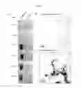 Fig. 18 - Methods for binding and precipitating gold using microbial-derived metallophores and their uses
