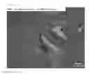 Fig. 13 - METAL COMPOSITE COMPRISING ALIGNED PRECIPITATE AND PREPARATION METHOD THEREFOR