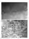 Fig. 22 - METAL COMPOSITE COMPRISING ALIGNED PRECIPITATE AND PREPARATION METHOD THEREFOR