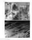 Fig. 23 - METAL COMPOSITE COMPRISING ALIGNED PRECIPITATE AND PREPARATION METHOD THEREFOR