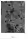 Fig. 11 - Electrochemical Process and Apparatus Therefor