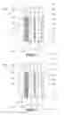 Fig. 18 - Electrochemical Process and Apparatus Therefor