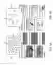 Fig. 09 - Method and device for isolating cells from heterogeneous solution using microfluidic trapping vortices