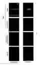 Fig. 08 - Fluorescent cell cycle probe having M-phase specificity