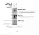 Fig. 07 - ADP-ribose detection reagents