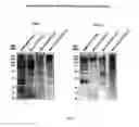 Fig. 08 - ADP-ribose detection reagents