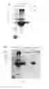 Fig. 06 - Method for constructing a novel affinity peptide library for binding immunoglobulin G based on a protein affinity model of protein A