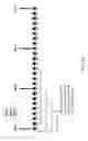 Fig. 11 - System and method for isolating inertial and non inertial velocities in the ocean