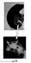 Fig. 10 - Quantitative predictors of tumor severity