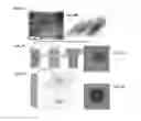 Fig. 09 - Stretchable conductive composites for use in soft devices