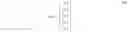 Fig. 09 - Thermoelectric conversion element and thermoelectric conversion module