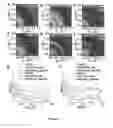 Fig. 04 - Conjugated polymers and their use in optoelectronic devices