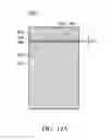 Fig. 12 - Antenna structure and mobile device