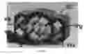 Fig. 06 - Vehicle power connector