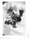 Fig. 08 - Strawberry cultivars
