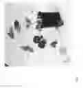 Fig. 14 - Strawberry cultivars