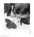 Fig. 166 - Strawberry cultivars