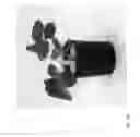 Fig. 188 - Strawberry cultivars