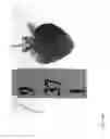 Fig. 189 - Strawberry cultivars