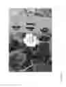 Fig. 19 - Strawberry cultivars