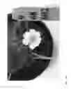Fig. 205 - Strawberry cultivars
