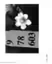 Fig. 208 - Strawberry cultivars