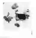 Fig. 245 - Strawberry cultivars