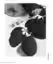 Fig. 307 - Strawberry cultivars