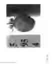 Fig. 33 - Strawberry cultivars