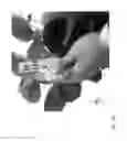 Fig. 346 - Strawberry cultivars