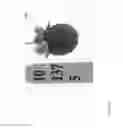Fig. 351 - Strawberry cultivars