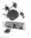 Fig. 36 - Strawberry cultivars