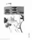Fig. 364 - Strawberry cultivars