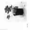 Fig. 377 - Strawberry cultivars