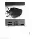 Fig. 402 - Strawberry cultivars
