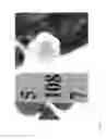 Fig. 43 - Strawberry cultivars