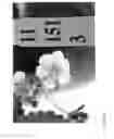 Fig. 469 - Strawberry cultivars