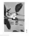 Fig. 487 - Strawberry cultivars