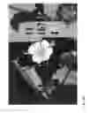 Fig. 490 - Strawberry cultivars