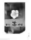 Fig. 94 - Strawberry cultivars