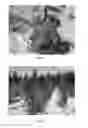 Fig. 05 - Aspen tree named 'DANCING FLAME'