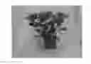 Fig. 01 - Hydrangea Plant Named 'BCHY-11.033'