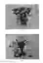 Fig. 02 - Hydrangea Plant Named 'BCHY-11.033'