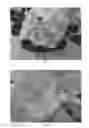 Fig. 03 - Hydrangea Plant Named 'BCHY-11.033'