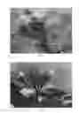 Fig. 04 - Hydrangea Plant Named 'BCHY-11.033'